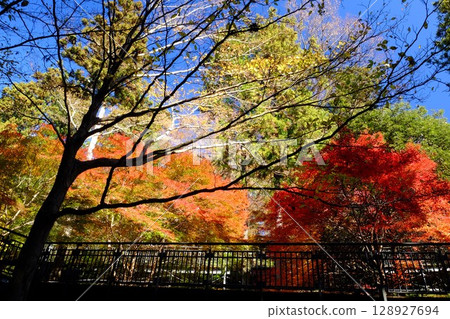 步道甲板上的紅葉 [相模原市津久井 12月] 128927694