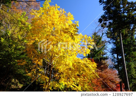 Yellow leaves of soapberry tree stand out against the blue sky [Tsukui, Sagamihara City, December] 128927697