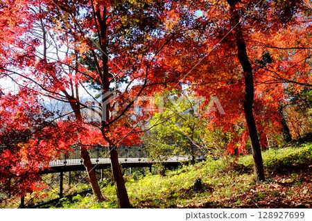 楓葉[12月相模原市築井] 128927699