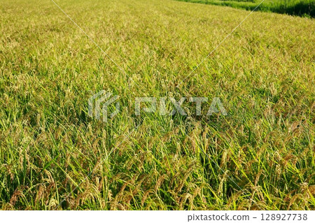 Rice to be shipped to JA Rice to be shipped to JA 128927738