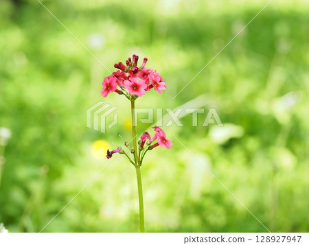 粳稻報春 粳稻報春 128927947