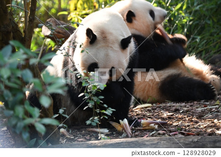 A panda silently eating thin bamboo shoots 128928029