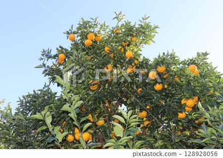 Citrus plant close-up Citrus plant close-up 128928056