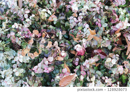 Close-up of various plants 128928073