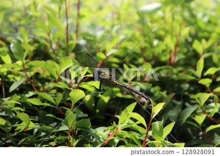 Large dragonfly resting on a leaf 128928091