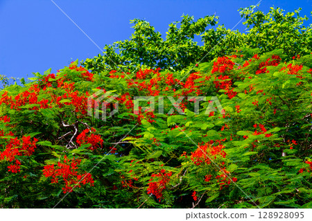Red flowers of the Royal Poinciana on Mana Island in the Mamanuca Islands, off the west coast of Viti Levu, Republic of Fiji, Oceania Red flowers of the Royal Poinciana on Mana Island in the Mamanuca Islands, off the west coast of Viti Levu, Republic of Fiji, Oceania 128928095