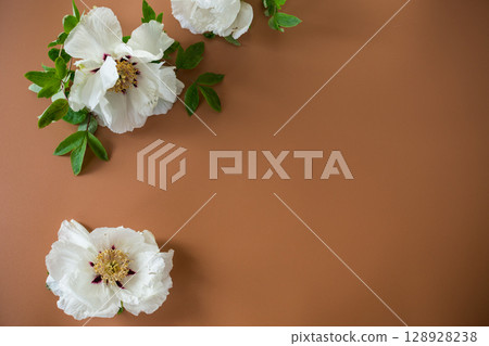 White peony close up on brown background from above White peony close up on brown background from above 128928238