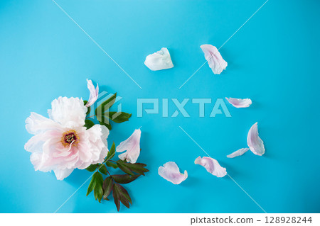 Top view of an open pink peony on a blue background Top view of an open pink peony on a blue background 128928244