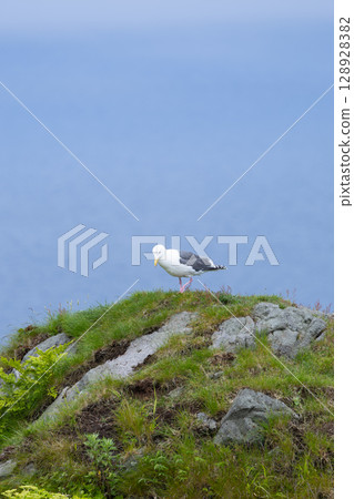 Seagulls flying against the backdrop of blue sea Seagulls flying against the backdrop of blue sea 128928382