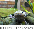 Close-up of a wild-colored (marbled) axolotl on the bottom of an aquarium 128928425