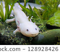 A smiling white axolotl in an aquarium 128928426