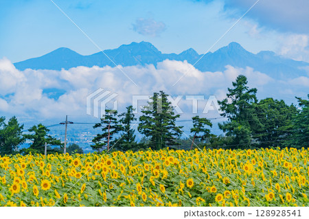 [Yamanashi Prefecture] Sunflowers in Akeno with the Yatsugatake Mountains in the background 128928541