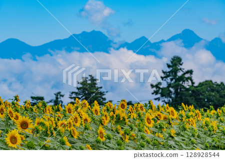 【山梨縣】以八岳為背景的明野向日葵 128928544