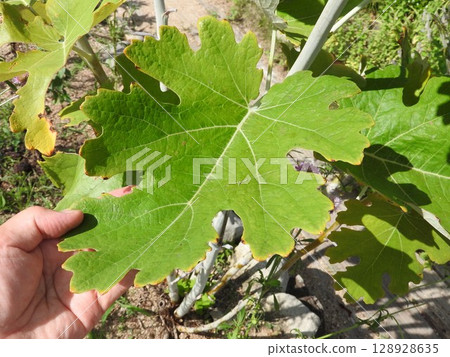 Perennial plant of the Papaveraceae family "Takenigusa (Bamboo-like grass)": Large leaves Perennial plant of the Papaveraceae family "Takenigusa (Bamboo-like grass)": Large leaves 128928635