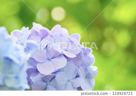 在雨季晴朗的日子裡，淺紫色的繡球花盛開，背景為散景 128928721