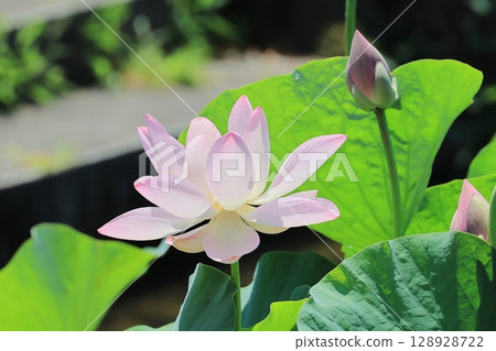 很多盛開 128928722