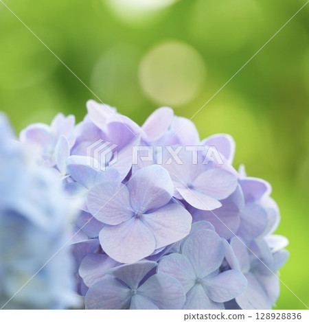 Light purple hydrangeas blooming on a clear day in the rainy season, bokeh background Light purple hydrangeas blooming on a clear day in the rainy season, bokeh background 128928836