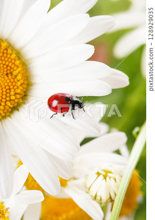 Macro photo of a red ladybug on a white daisy (chamomile) in summer. Natural pollination concept with shallow depth of field. Bright flora, beneficial insect, and organic garden theme. Macro photo of a red ladybug on a white daisy (chamomile) in summer. Natural pollination concept with shallow depth of field. Bright flora, beneficial insect, and organic garden theme. 128929035