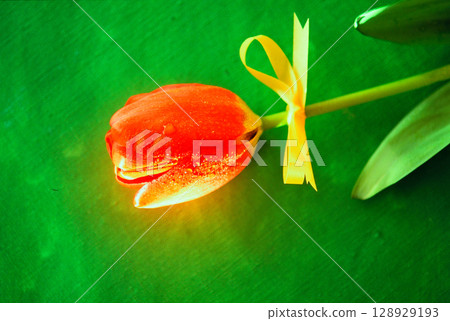 Red tulip Red tulip 128929193