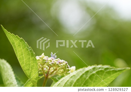 Cute buds and young leaves of hydrangea flowers from below 128929327