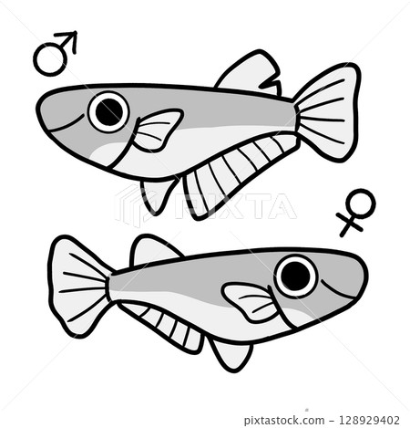Male and female killifish (monochrome) Male and female killifish (monochrome) 128929402