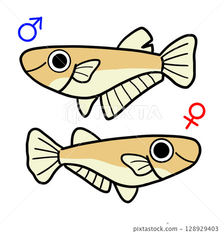 Male and female killifish 128929403