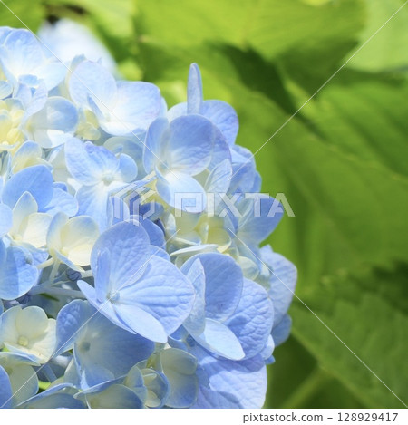 美麗的淡藍色繡球花，綠色背景，初夏花 128929417