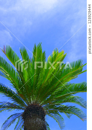Palm trees shining in the blue sky Palm trees shining in the blue sky 128929444