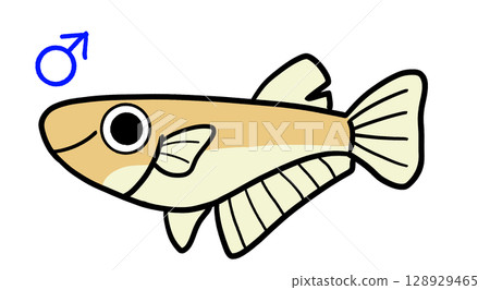雄性鱂魚 雄性鱂魚 128929465
