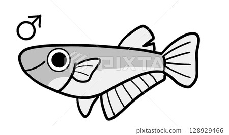 雄鱂魚(單色) 雄鱂魚(單色) 128929466