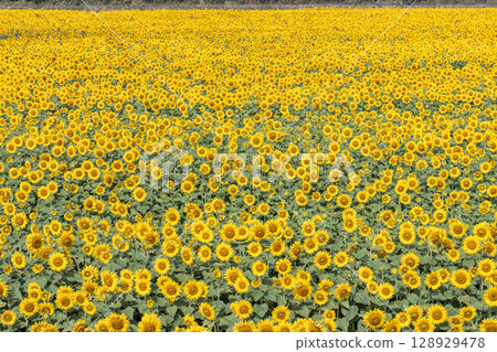 Sunflowers in full bloom. Sunflower fields in Yamamoto Town, Miyagi Prefecture (2025 Yamamoto Sunflower Festival). Yamamoto Town, Miyagi Prefecture. 128929478