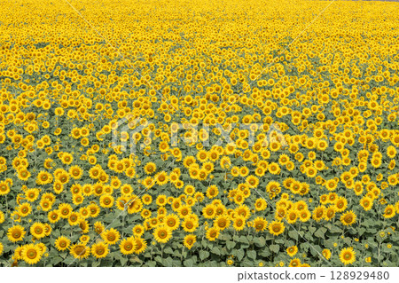 Sunflowers in full bloom. Sunflower fields in Yamamoto Town, Miyagi Prefecture (2025 Yamamoto Sunflower Festival). Yamamoto Town, Miyagi Prefecture. Sunflowers in full bloom. Sunflower fields in Yamamoto Town, Miyagi Prefecture (2025 Yamamoto Sunflower Festival). Yamamoto Town, Miyagi Prefecture. 128929480