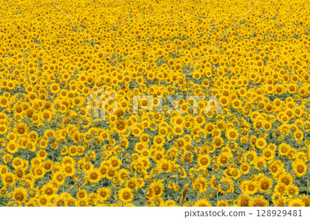 盛開的向日葵。宮城縣山本町的向日葵田（2025年山本向日葵節）。宮城縣山本町。 128929481