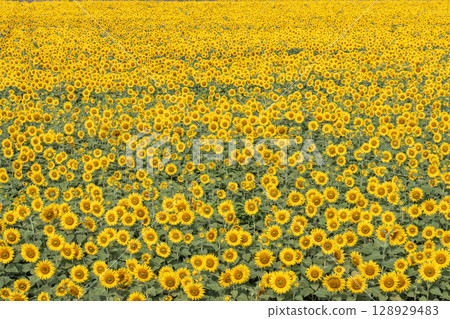 Sunflowers in full bloom. Sunflower fields in Yamamoto Town, Miyagi Prefecture (2025 Yamamoto Sunflower Festival). Yamamoto Town, Miyagi Prefecture. Sunflowers in full bloom. Sunflower fields in Yamamoto Town, Miyagi Prefecture (2025 Yamamoto Sunflower Festival). Yamamoto Town, Miyagi Prefecture. 128929483