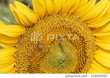 盛開的向日葵。宮城縣山本町的向日葵田（2025年山本向日葵節）。宮城縣山本町。 128929485