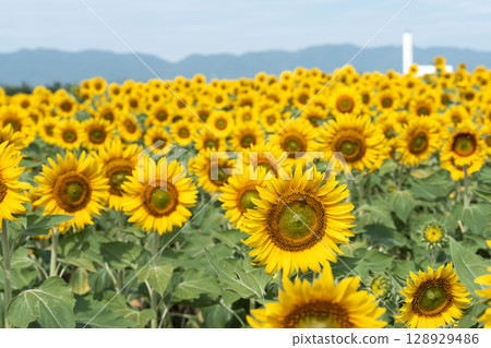Sunflowers in full bloom. Sunflower fields in Yamamoto Town, Miyagi Prefecture (2025 Yamamoto Sunflower Festival). Yamamoto Town, Miyagi Prefecture. 128929486