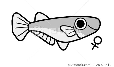 雌性鱂魚(單色) 雌性鱂魚(單色) 128929519