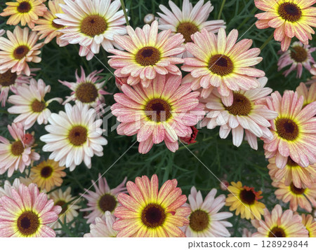 美麗的粉紅色和黃色漸變的 Maxmum 花朵 - 用於花卉設計、背景材料和園藝材料 128929844