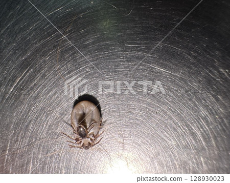 Bug is sitting on a shiny surface Bug is sitting on a shiny surface 128930023