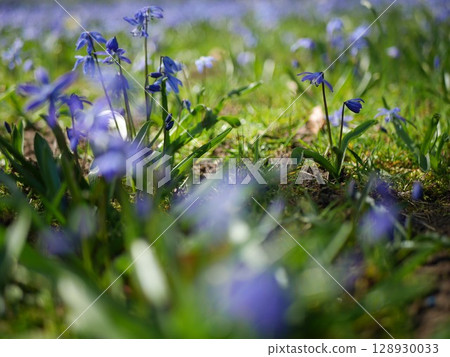 Field of blue flowers with a bright blue sky in the background Field of blue flowers with a bright blue sky in the background 128930033