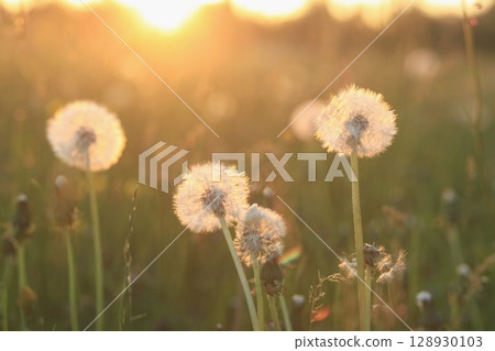 Field of dandelions with the sun shining on them 128930103