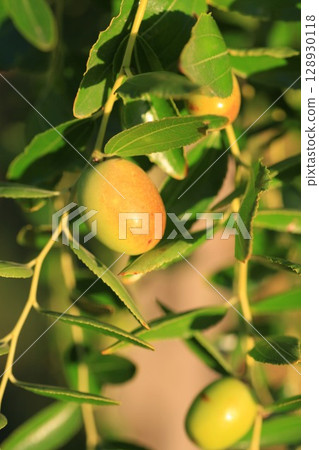 Small green olive hanging from a tree 128930118