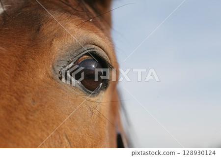 Close up of a horse's eye with a blurry background 128930124