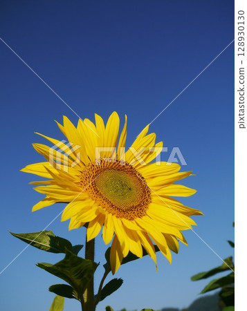 Yellow sunflower is in full bloom in a field on a sunny day 128930130