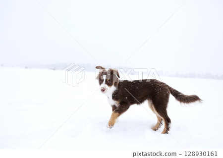 Brown and white dog is walking in the snow 128930161