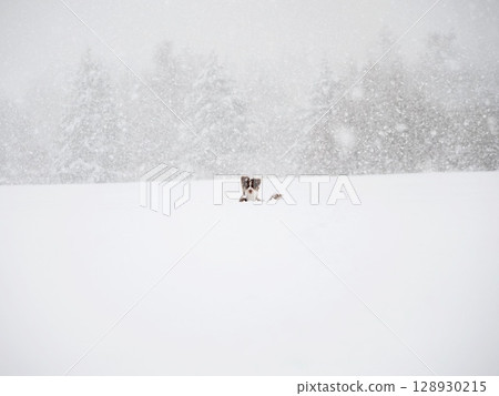 Dog is sitting in the snow in front of a forest 128930215
