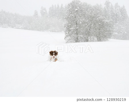 Dog is playing in the snow Dog is playing in the snow 128930219