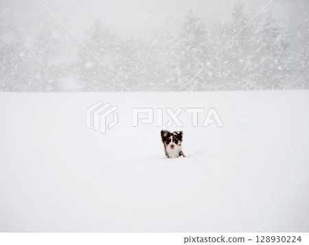 Small dog is standing in the snow, looking up at the camera Small dog is standing in the snow, looking up at the camera 128930224