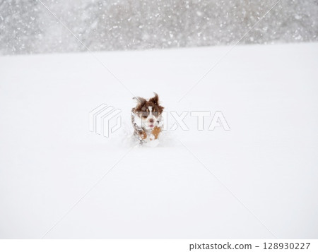 Dog is running through the snow 128930227