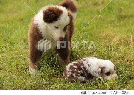 Playful and adorable puppies frolic joyfully in a lush green meadow, filled with happiness 128930231